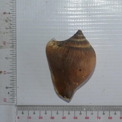 Laevistrombus canarium