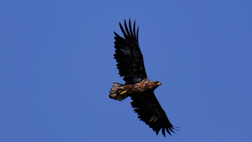 White-tailed Eagle