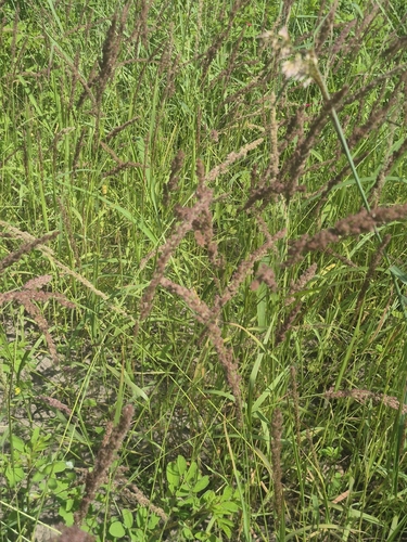 Eragrostis ciliaris observed 2026-09-28