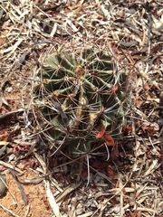 Hamatocactus setispinus