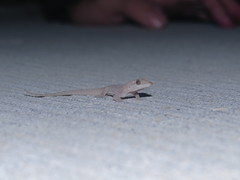 Hemidactylus bowringii