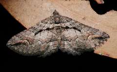 Chrysolarentia plagiocausta