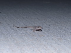 Hemidactylus bowringii