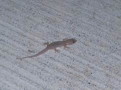 Hemidactylus bowringii