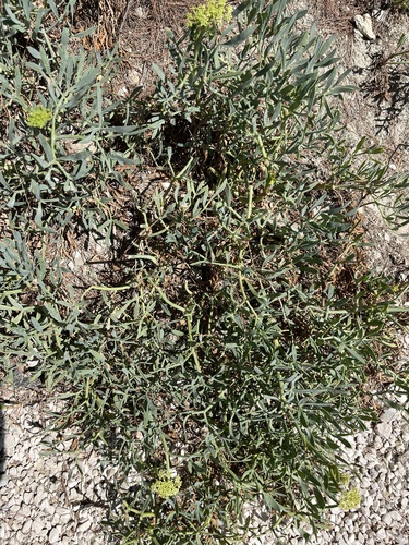 rock samphire