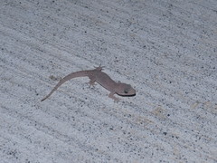 Hemidactylus bowringii