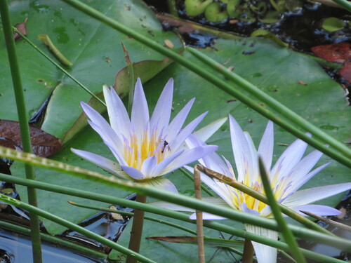 Day Waterlily