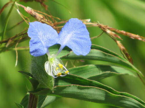 whitemouth dayflower