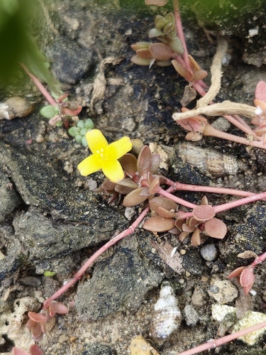 Portulaca quadrifida observed 2026-09-22
