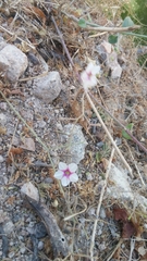 Commicarpus brandegeei