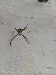Argiope aetherea
