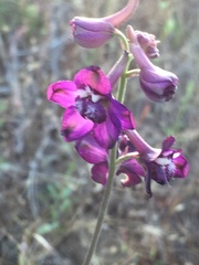 Delphinium hansenii ewanianum