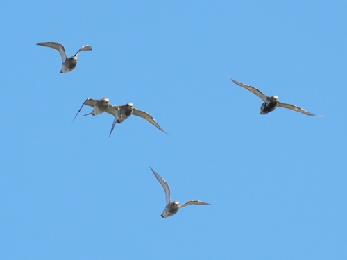 European Golden-Plover