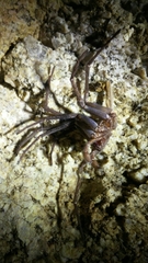 Califorctenus cacachilensis