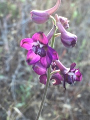 Delphinium hansenii ewanianum