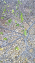 Pleradenophora bilocularis