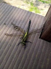 Shaogomphus postocularis