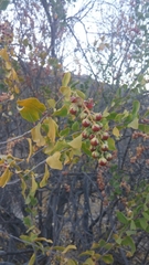 Stegnosperma halimifolium