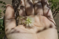 Enterolobium gummiferum