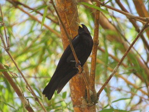 Red-rumped Cacique