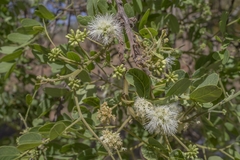 Enterolobium gummiferum