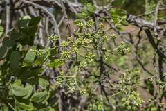 Enterolobium gummiferum