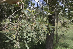 Enterolobium gummiferum