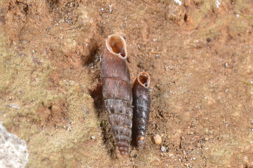 Clausilia dubia observed 2026-09-28