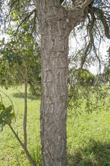 Enterolobium gummiferum