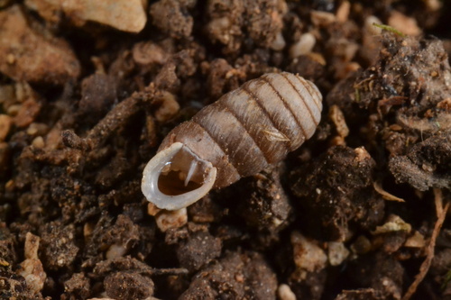 Doliolum observed 2026-09-28