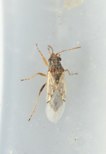 Nysius cymoides