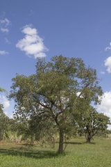 Enterolobium gummiferum