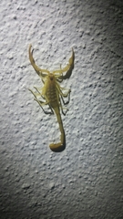 Centruroides exilicauda