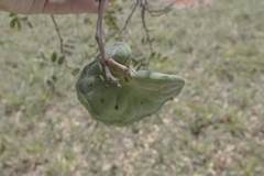 Enterolobium gummiferum