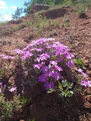 Phlox sibirica