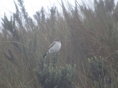 Muscisaxicola alpinus