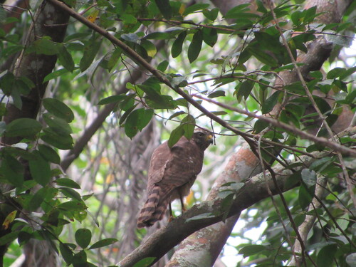 Roadside Hawk