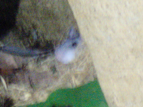 Allegheny Woodrat
