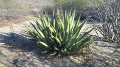 Agave aurea