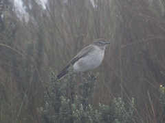 Muscisaxicola alpinus