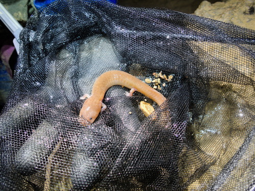 Tennessee Cave Salamander