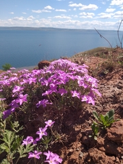 Phlox sibirica