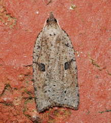 Meritastis polygraphana
