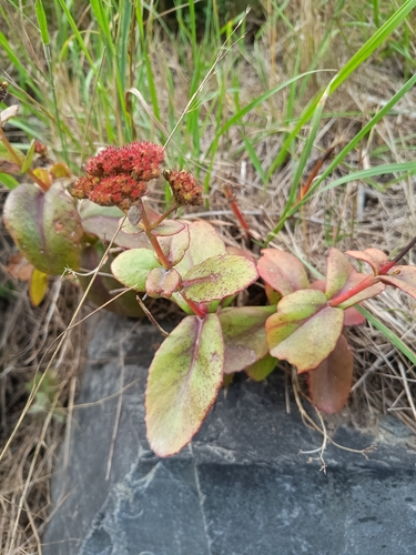 Great Stonecrop