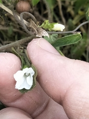 Ipomoea plebeia
