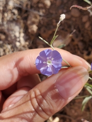 Evolvulus arizonicus