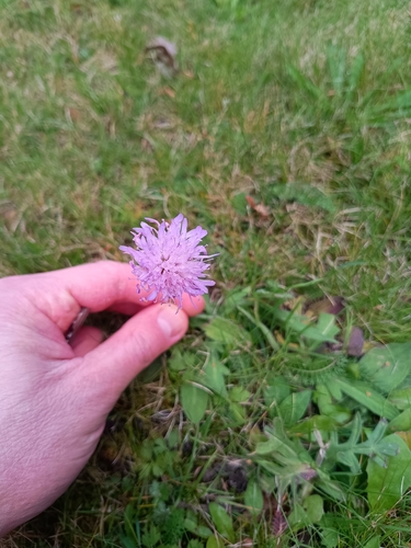 Field Scabious
