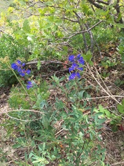 Penstemon cyananthus