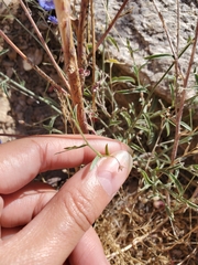 Evolvulus arizonicus