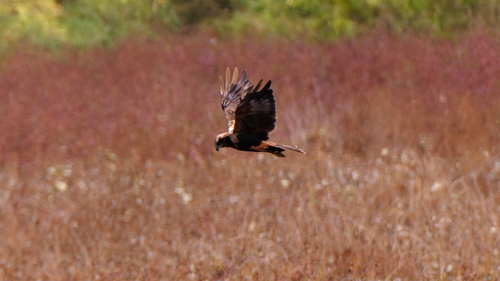 Western Marsh Harrier